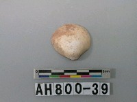 藏品(貝類)的圖片